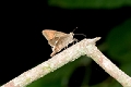 HESPERIIDAE, (Pyrginae), Autochton